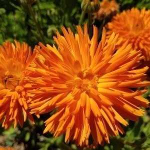 Galbenele Radio (2 g) seminte Calendula officinalis cu flori mari portocaliu intens, petale ascutite, Legutko - Img 3