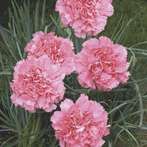 Garoafe Chabaud rose (0,1 g), seminte planta ornamentala Dianthus caryophyllus, flori mari, roz delicat, Agrosem