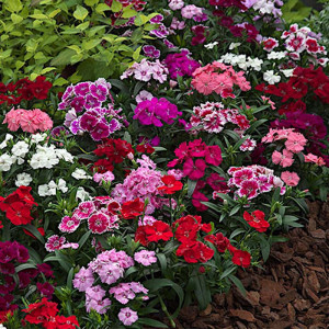 Garoafe Chinezesti amestec (0,5 g), seminte garofite chinezesti Dianthus chinensis, Kertimag - Img 3