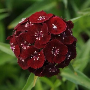 Garofite Turcesti Black Magic (0,5 g) seminte Dianthus barbatus garofite de gradina culoare foarte inchisa, aproape neagra, Legutko
