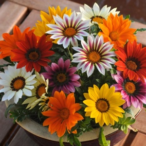 Gazania mix (0,25 g), seminte Gazania splendens, flori anuale nuante diferite, galben, alb, roz, rosu, crem, portocaliu, Kertimag
