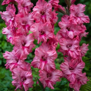 Gladiola Kingston (7 bulbi), bulbi gladiole flori mari, petale gofrate, roz aprins, Agrosem - Img 2