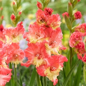 Gladiola Mango Muse (7 bulbi) gladiole exotice cu flori mari, gofrate, portocaliu-piersica cu galben, Agrosem