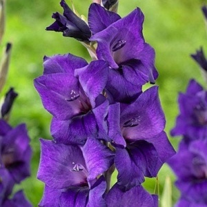 Gladiola Purple Flora (7 bulbi) bulbi gladiole flori mari catifelate violet inchis, una dintre cele mai frumoase varietati, Agrosem