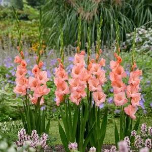 Gladiola Sugar Babe (7 bulbi) gladiole flori roz somon intens, Agrosem - Img 2