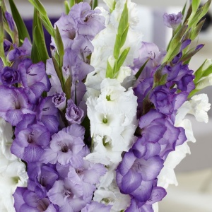 Gladiole Duo Blue & White (10 bulbi) gladiole flori mari, amestec de doua culori, violet-albastrui si alb, Kertimag