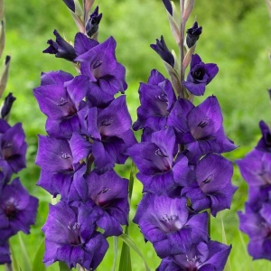 Gladiole Duo Blue & Yellow (10 bulbi) gladiole flori mari, amestec de doua culori, albastru-mov intens si galben, Kertimag - Img 3
