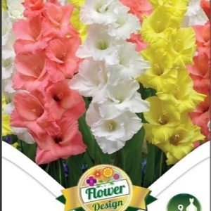 Gladiole Trio Bright Light (9 bulbi) gladiole flori mari, amestec de trei culori luminoase, roz, alb, galben, Kertimag - Img 2