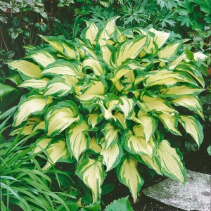 Hosta green & yellow (1 bulb) bulbi Hosta cu frunze bicolore verde cu galben, flori delicate, Agrosem