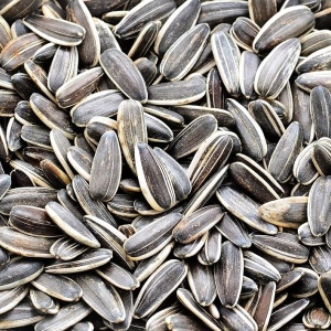 Hrana pasari, seminte cu dungi Floarea Soarelui (1 kg) seminte bogate in proteine, vitamine, minerale, Kertimag - Img 3