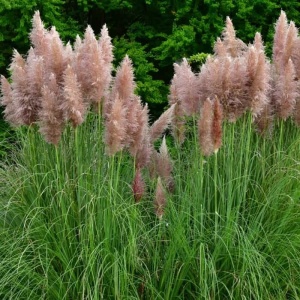Iarbă de Pampas roz Cortaderia selloana
