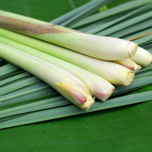 Iarba lemon (60 seminte), seminte planta aromatica medicinala perena Cymbopogon citratus, iarba lamaioasa, lemon grass, citronela, Agrosem - Img 1