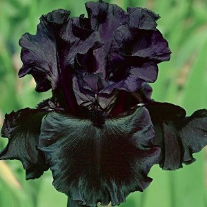 Iris germanica Black (1 bulb) Iris cu flori spectaculoase negru-violet profund, Kertimag