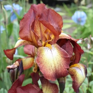 Iris germanica Bronze (1 bulb) Iris cu flori superbe in nuante de bronz, maro-auriu, galben, Kertimag - Img 2