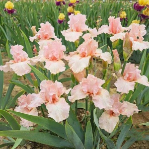 Iris germanica Pink (1 bulb) Iris cu flori pastelate roz, petale ondulate, Kertimag - Img 5