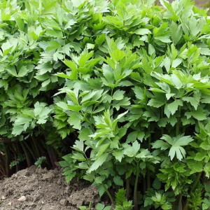 Leustean (2 g) seminte planta aromatica perena, productiva, Kertimag