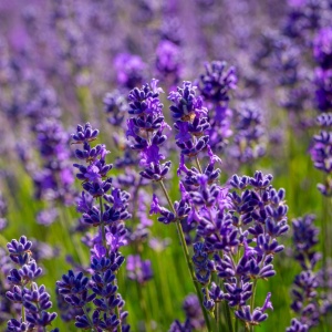 Levantica (1 g) seminte planta aromatica lavanda, parfum intens, Kertimag - Img 2