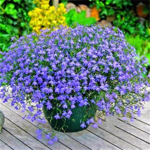 Lobelia albastra (0,25 g), seminte Lobelia erinus pitica, inflorire abundenta toata vara, Kertimag