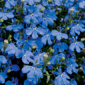 Lobelia pitica albastra (0,1 g), seminte planta ornamentala Lobelia erinus, inflorire abundenta toata vara, Agrosem