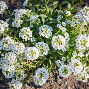 Lobularia alba (1 g), seminte plante ornamentale Lobularia maritima, Alyssum alb, Kertimag - Img 4