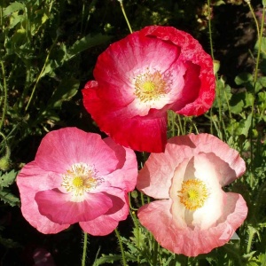 Maci Shirley - Mak Polny (1 g) seminte Papaver rhoeas cu flori simple si duble, diverse culori, Legutko - Img 3