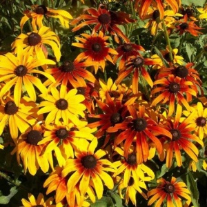Marita-ma Mama - Rudbeckia (1 g), seminte Rudbeckia hirta, flori combinatii galben, caramiziu, grena, Kertimag - Img 2