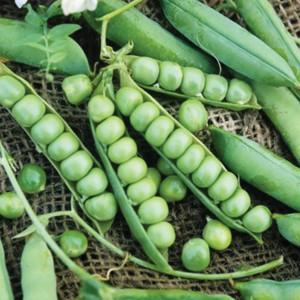 Mazare de gradina Wando (80 g), seminte soi semitimpuriu, mazare dulce, Agrosem