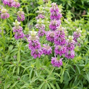 Menta decorativa Monarda (0,1 g) seminte Monarda citriodora, planta decorativa si aromatica, flori violet, aroma de lamaie, Legutko - Img 5