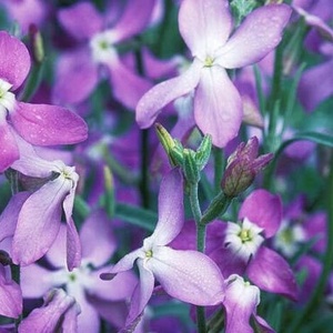 Micsunele violet (1 g), seminte Matthiola longipetala cu flori violet foarte parfumate, Kertimag - Img 2