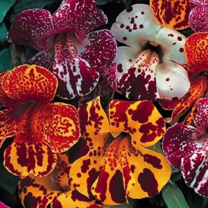 Mimulus (0,2 g) seminte Mimulus tigrinus, flori foarte atractive bicolore, Opal