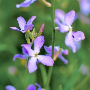 Mixandra de Noapte - Maciejka Dwuroga (5 g) seminte Matthiola bicornis, mixandre flori mici roz-violet pal, parfum intens, persistent, Legutko - Img 2