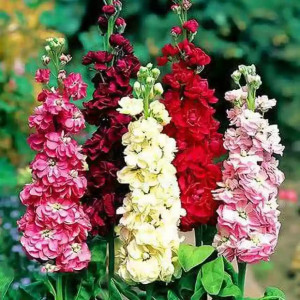 Mixandre amestec (0,5 g), seminte plante ornamentale anuale Matthiola incana, flori parfumate, inflorire pana toamna tarziu, Kertimag - Img 2