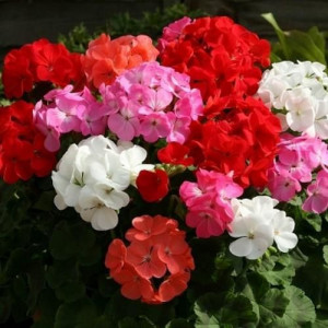Muscate mix (3 seminte), seminte plante ornamentale perene Pelargonium zonale, Agrosem