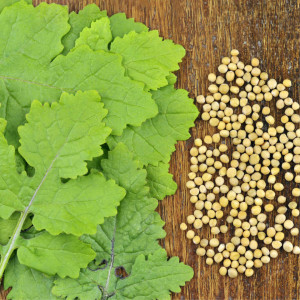 Mustar alb (8 g), seminte planta aromatica medicinala anuala Sinapis alba, condiment aromat, Agrosem