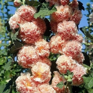 Nalba de gradina Chater's salmon (0,5 g) seminte Alcea rosea flori mari duble roz-orange somon, asemanatoare bujorilor, Legutko