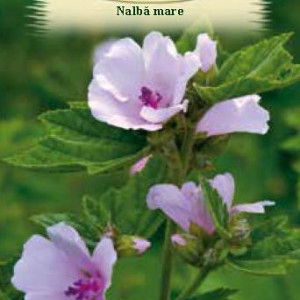 Nalba mare (0,4 g), seminte planta medicinala perena Althaea officinalis, benefica aparatului respirator, Agrosem - Img 2