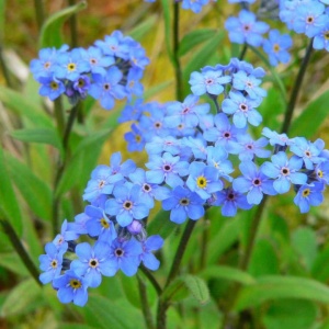 Nu ma uita (0,25 g), seminte Myosotis sylvatica, flori mici, albastre, Kertimag