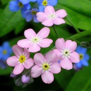 Nu Ma Uita mix - Niezapominajka alpejska (0,5 g) seminte Myosotis alpestris, flori mici albastre, albe si roz deschis, Legutko - Img 3