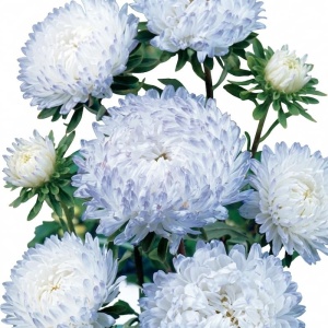 Ochiul Boului Paeonia albastru-alb - Aster Chinski Peoniowy (1 g) seminte Callistephus chinensis cu flori tip bujor, Legutko