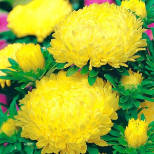 Ochiul Boului Paeonia Janina (0,3 g), seminte Aster, planta decorativa anuala Callistephus chinensis paeonia, flori mari galbene, Agrosem