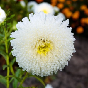 Ochiul Boului Princess alb (1 g), seminte Aster, planta decorativa anuala Callistephus chinensis, Kertimag