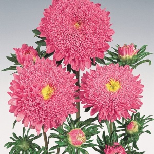 Ochiul Boului Princess roz-somon - Aster Chinski Ksiazecy (1 g) seminte Callistephus chinensis flori bogate roz, Legutko - Img 2