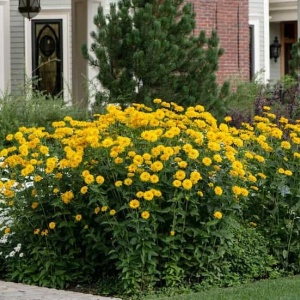 Tufă de Heliopsis scabra înflorită abundent în grădină, plantă perenă rezistentă la secetă