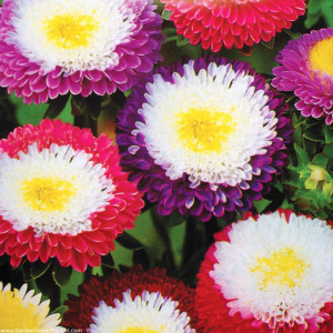 Ochiul Boului Supreme bicolor mix (0,7 g), seminte Aster, planta decorativa anuala, flori mari, in doua culori, Opal