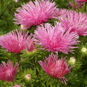 Ochiul Boului Unicum roz (1 g) seminte Aster Callistephus chinensis cu flori mari, petale ascutite, Kertimag - Img 3