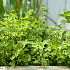 Oregano (0,1 g) seminte planta aromatica perena Origanum vulgare, Mefim Agro