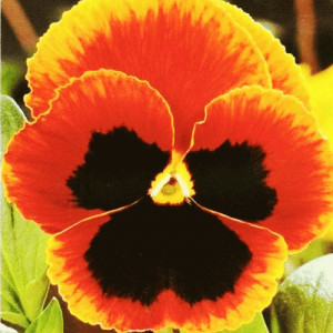 Panselute portocalii (0,1 g), seminte pansele Viola witrockiana, flori colorate portocaliu intens, Agrosem