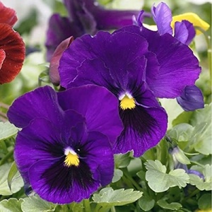 Panselute Swiss Giants Bergwacht (0,25 g) seminte pansele Viola witrockiana, flori foarte mari, mov cu centrul negru, Kertimag