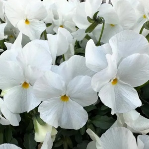 Panselute Swiss Giants White Lady (0,25 g) seminte pansele Viola witrockiana, flori foarte mari albe, Kertimag - Img 3