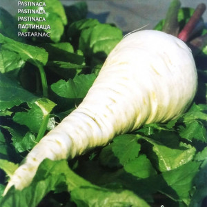 Pastarnac White Gem (4 g), seminte soi semitardiv, radacini gust dulce, aroma placuta, Raci Sementi - Img 2